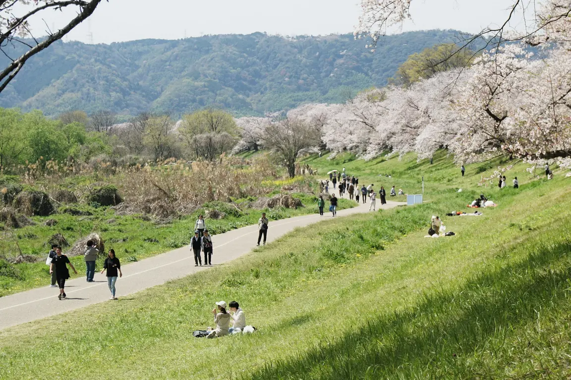 桜の咲く公園と遠くの山並み
