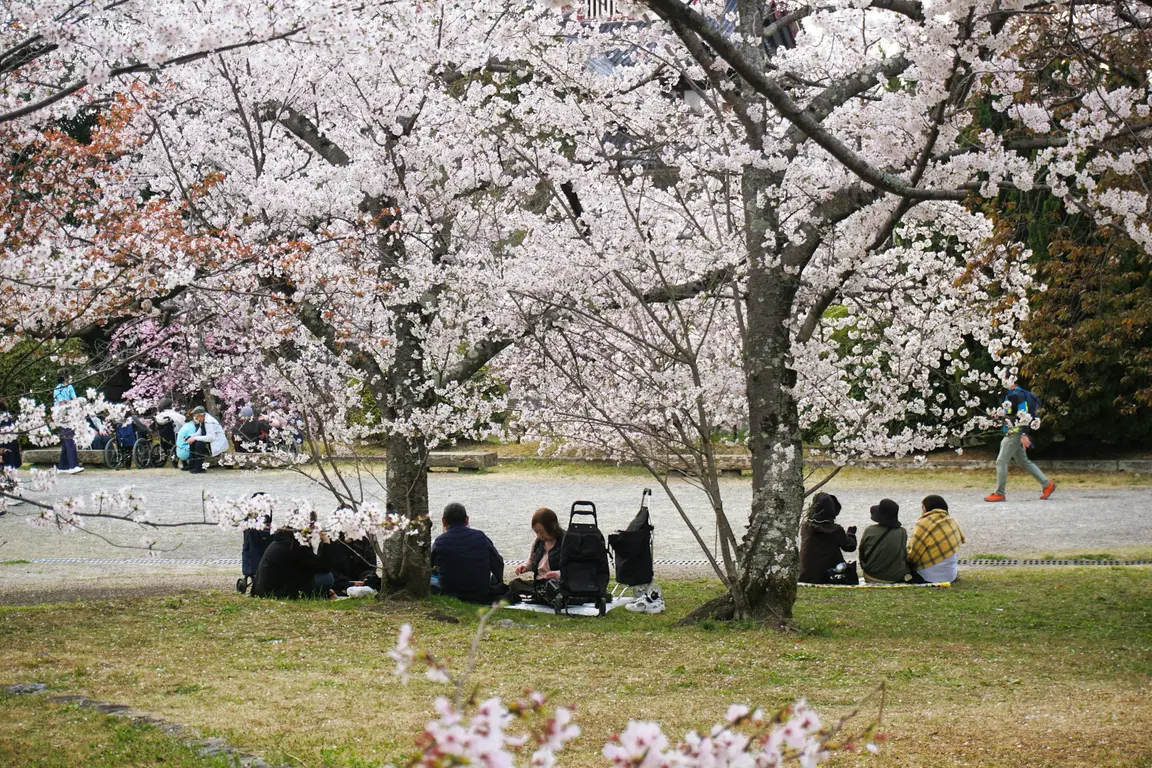 満開の桜の下でピクニックをする人たち