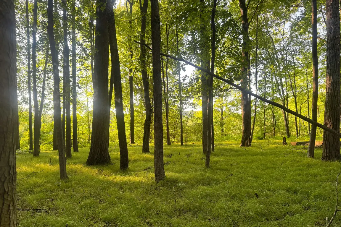 木漏れ日の差す新緑の森