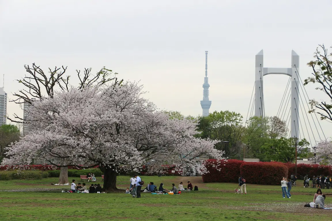 桜の木の下に座る人々