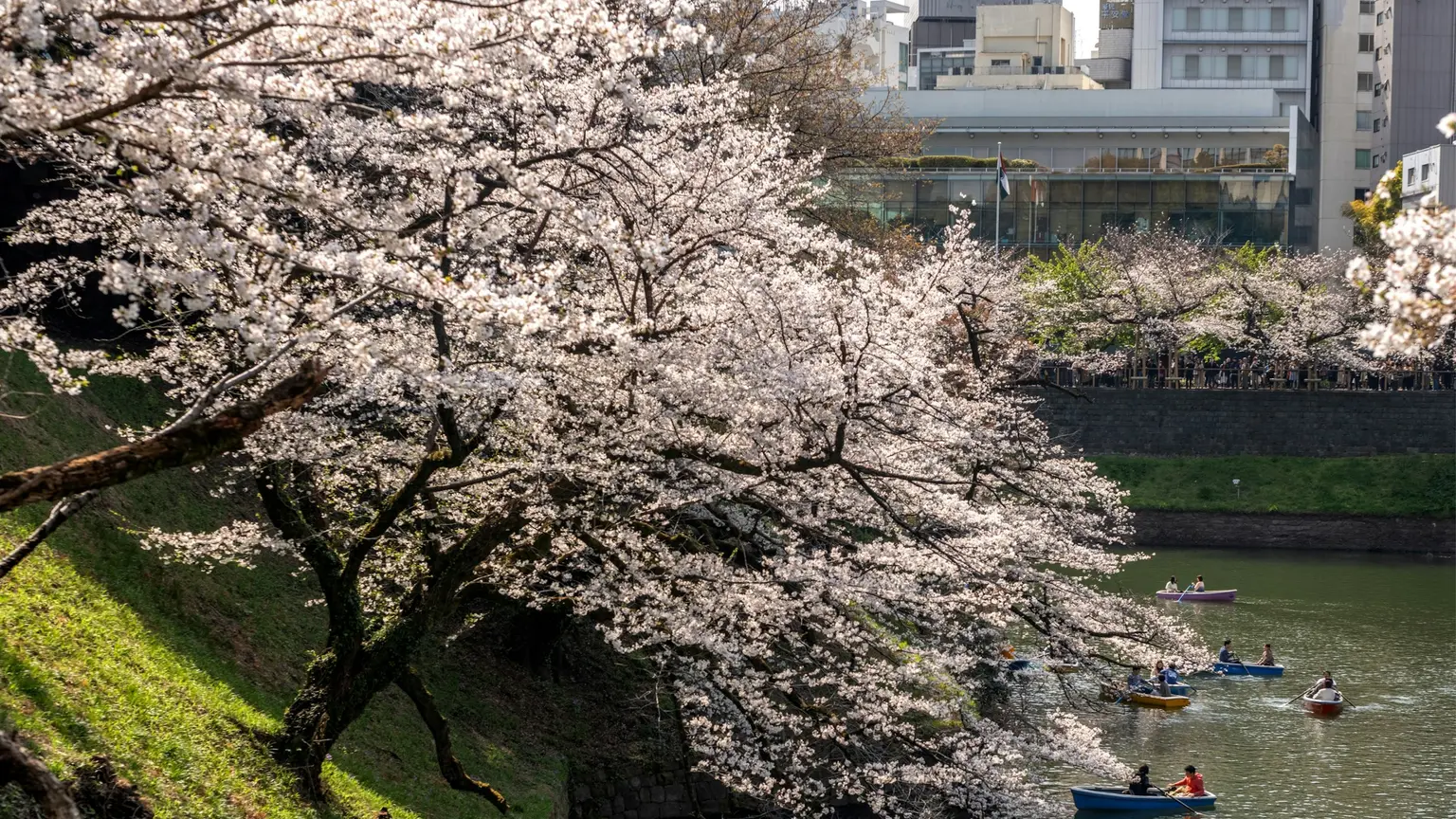 桜並木の堀をボートで進む春の風景