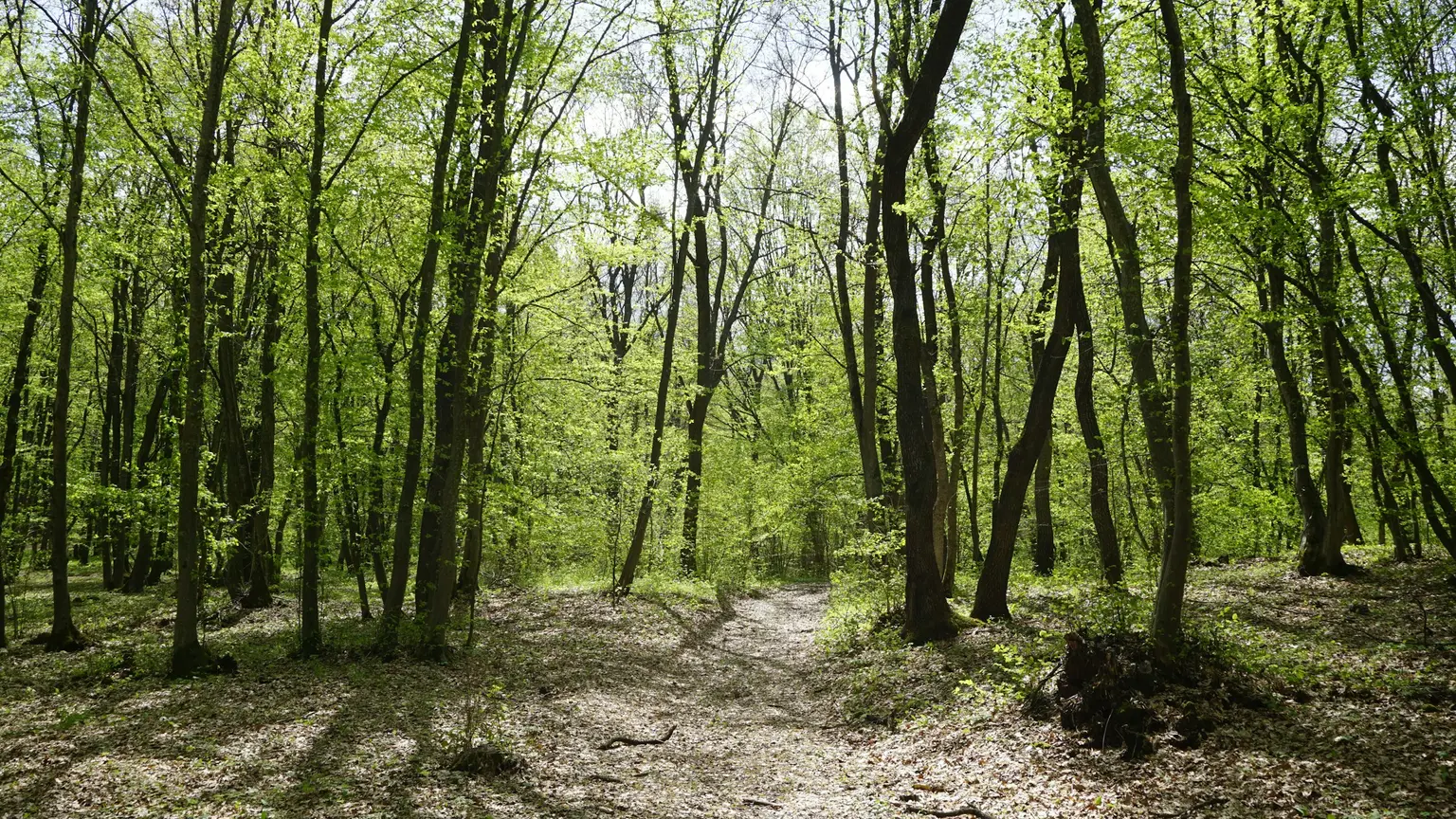 新緑の森の中を抜ける小道