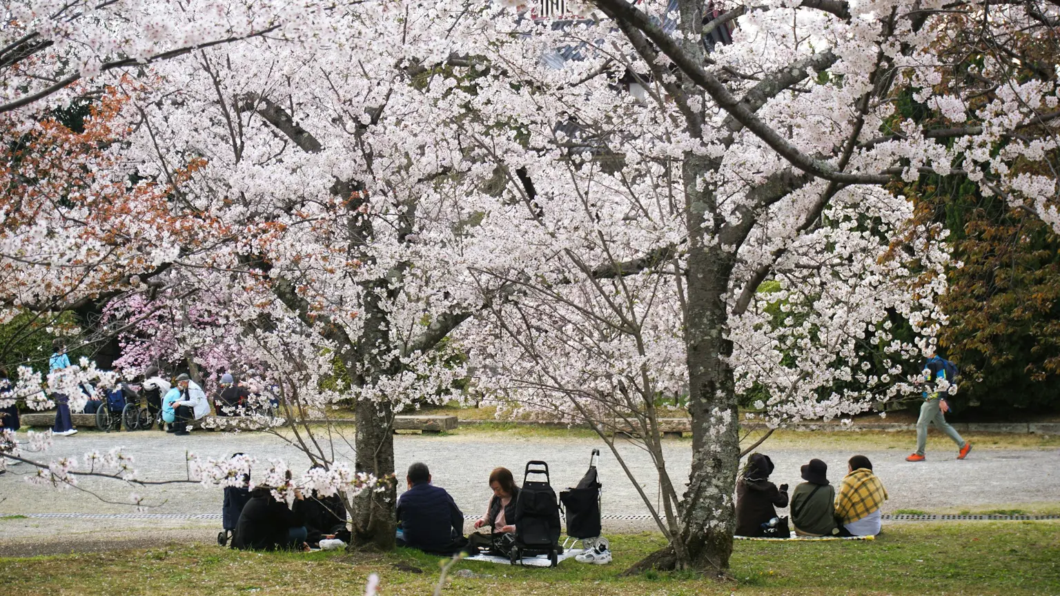満開の桜の下でお花見をする人たち