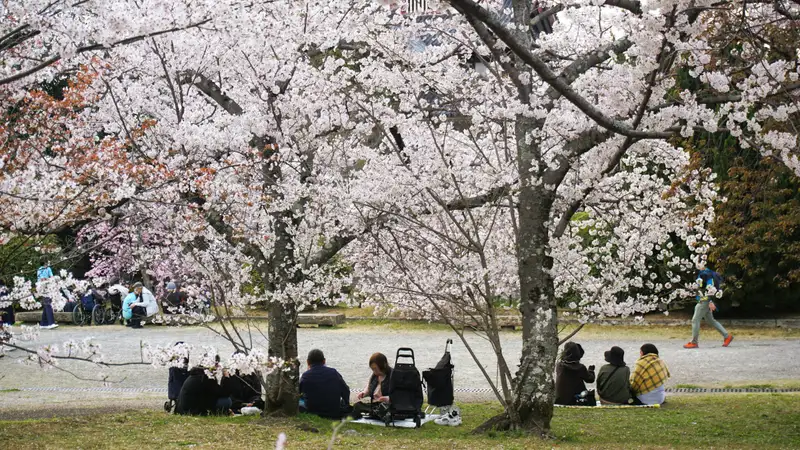 満開の桜の下でお花見をする人たち