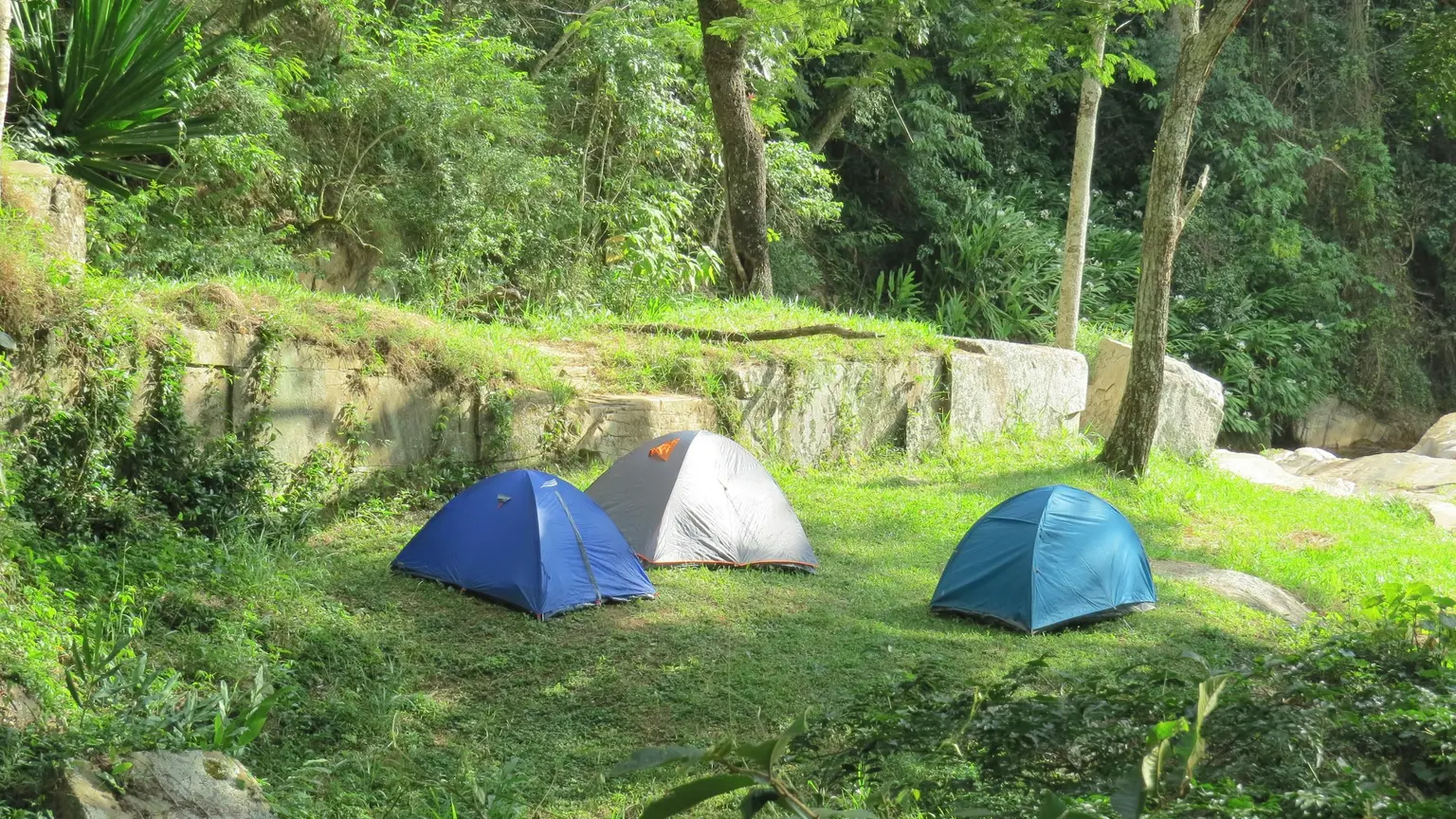 新緑の森の草地に張られた青いテント